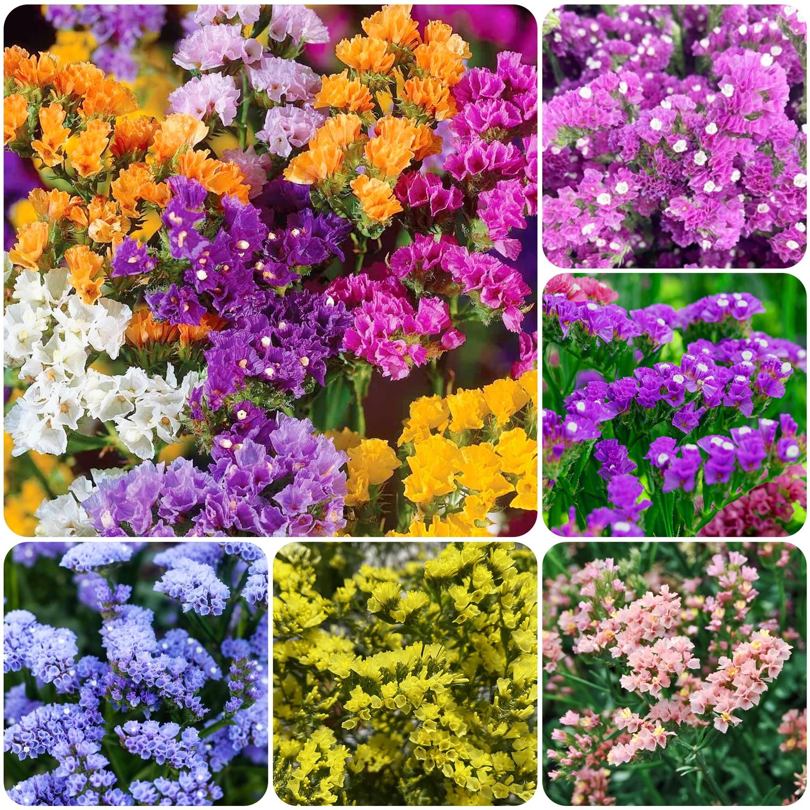 1000+ Perennial Limonium Statice Flower Seeds for Planting Non-GMO Mixed