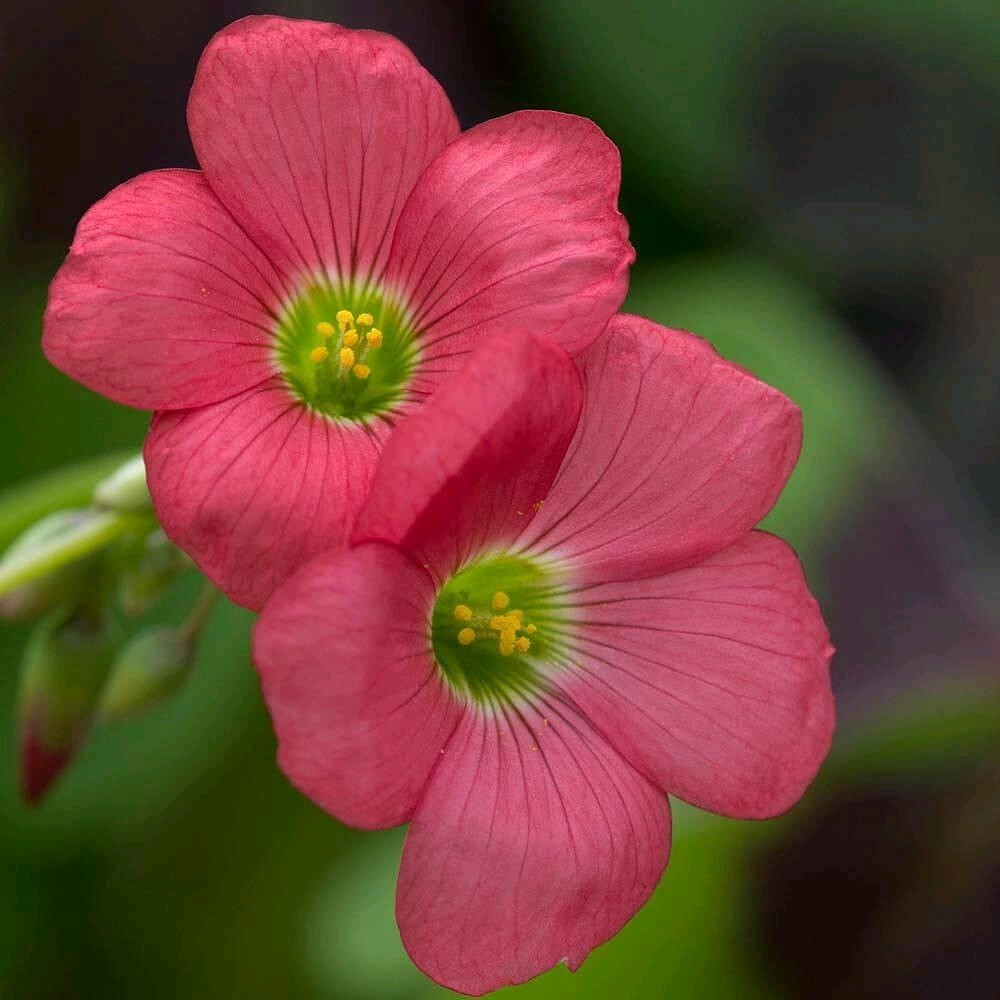 Pack of 15 Gorgeous Iron Cross Shamrock Oxalis Tetraphylla Bulbs