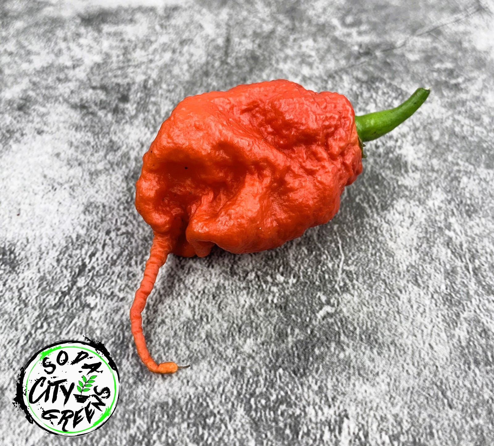 Primotalii Hot Pepper Seeds 10+