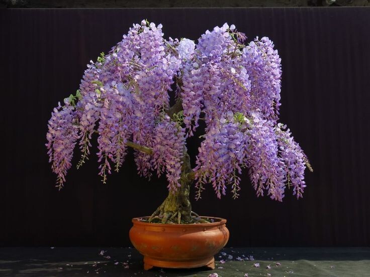 Wisteria Sinensis 6 Seeds, Fragrant Hardy Chinese Climber Vine Bonsai Tree