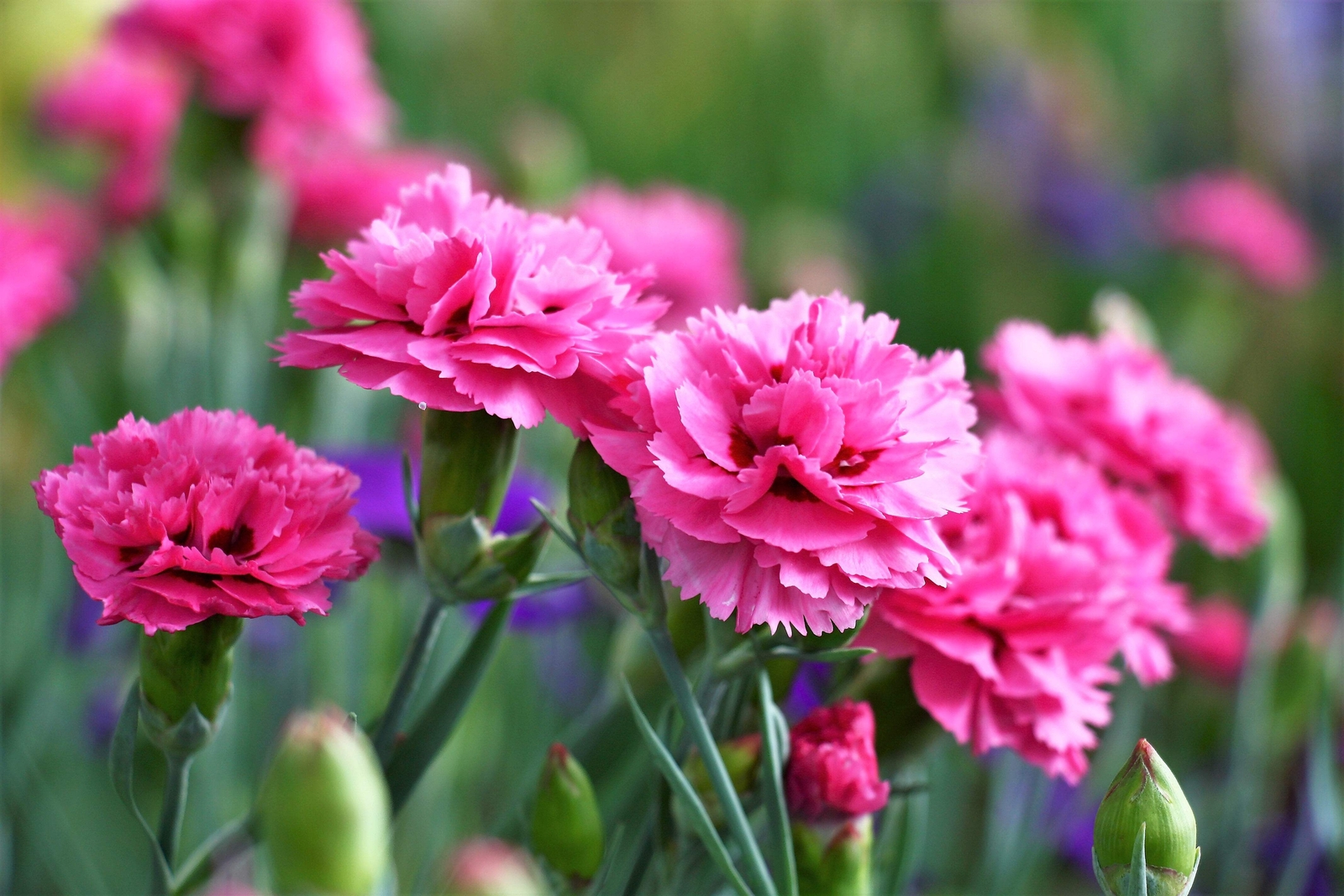 50 PINK ROSE CARNATION Dianthus Caryophyllus Flower Seeds *Flat S/H