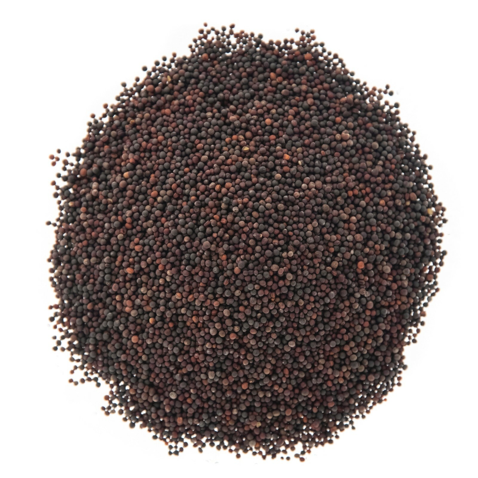 Broccoli Seeds for Sprouting & Microgreens | Non-GMO | Rainbow Heirloom Seed Co