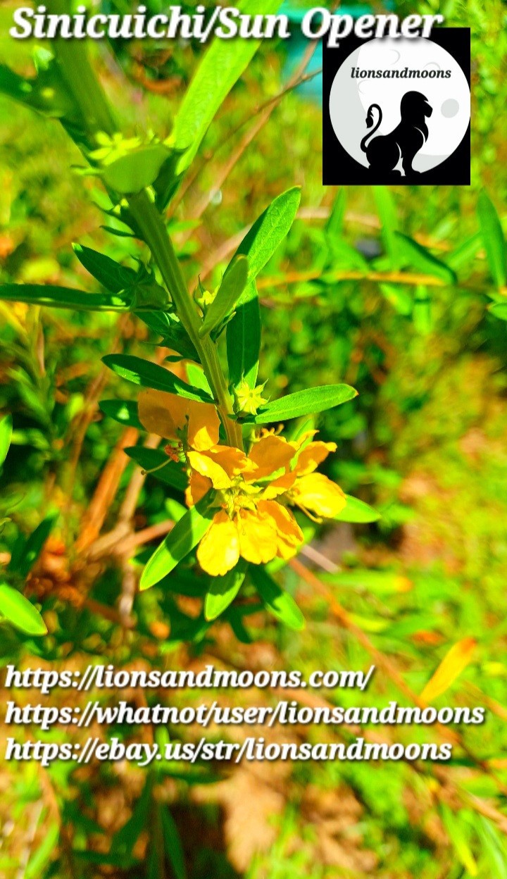 Sun Opener/Sinicuichi Heimia salicifolia Live Plants and Seeds Organic Homegrow