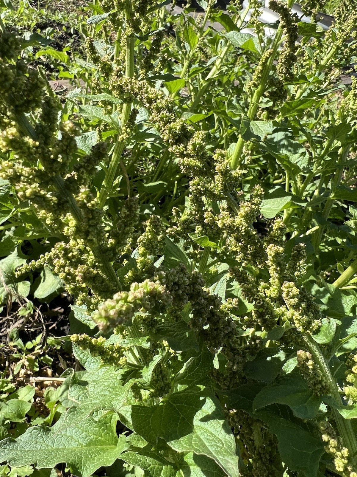 50 Perennial Good king henry spinach seeds organic