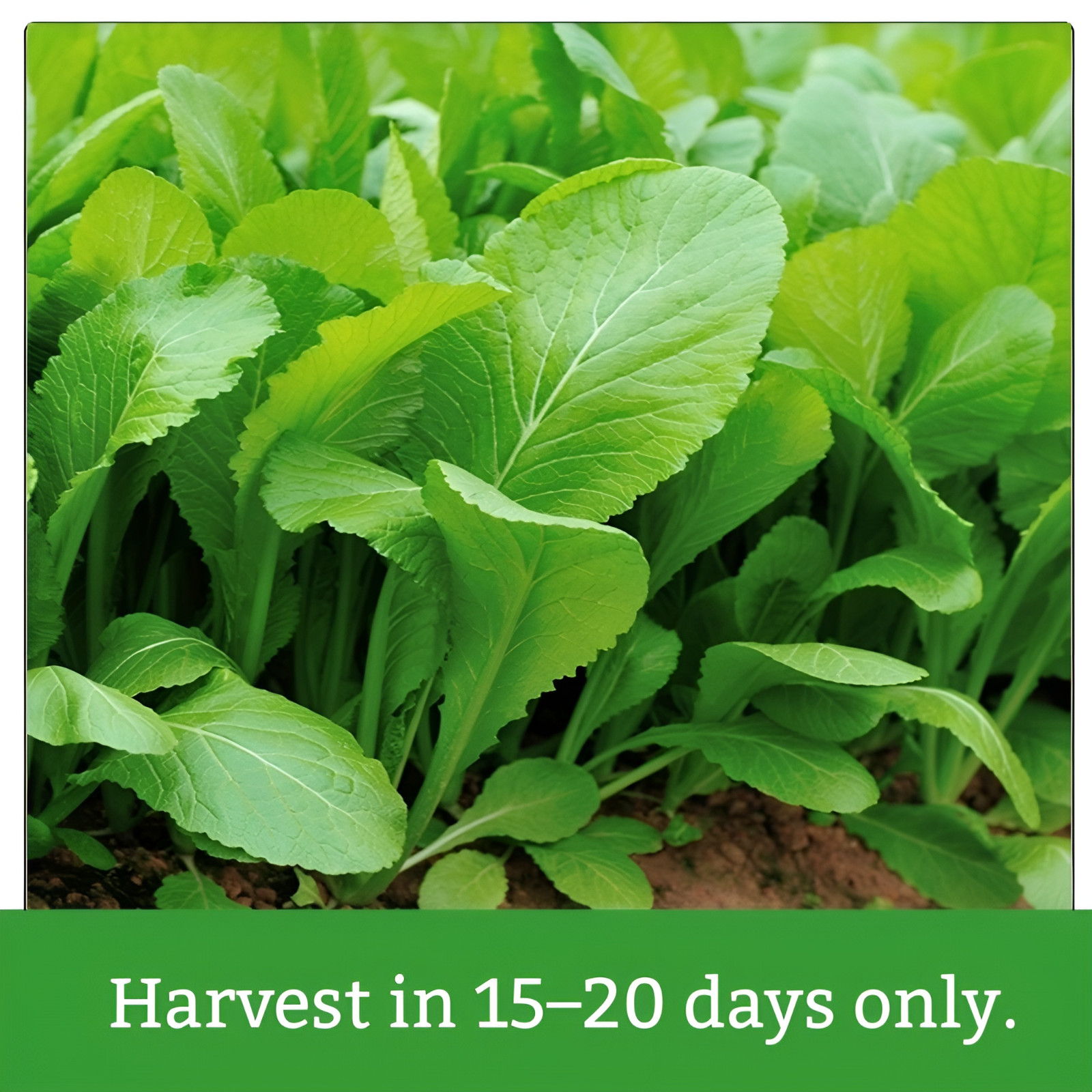 2200 Baby Mustard Greens Seeds For Planting – Cai Xanh An Non – 15 Days Harvest