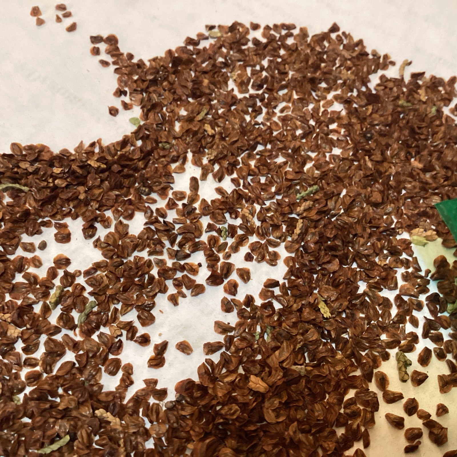 Arizona Cypress Tree Seeds ((Cupressus Arizonica)