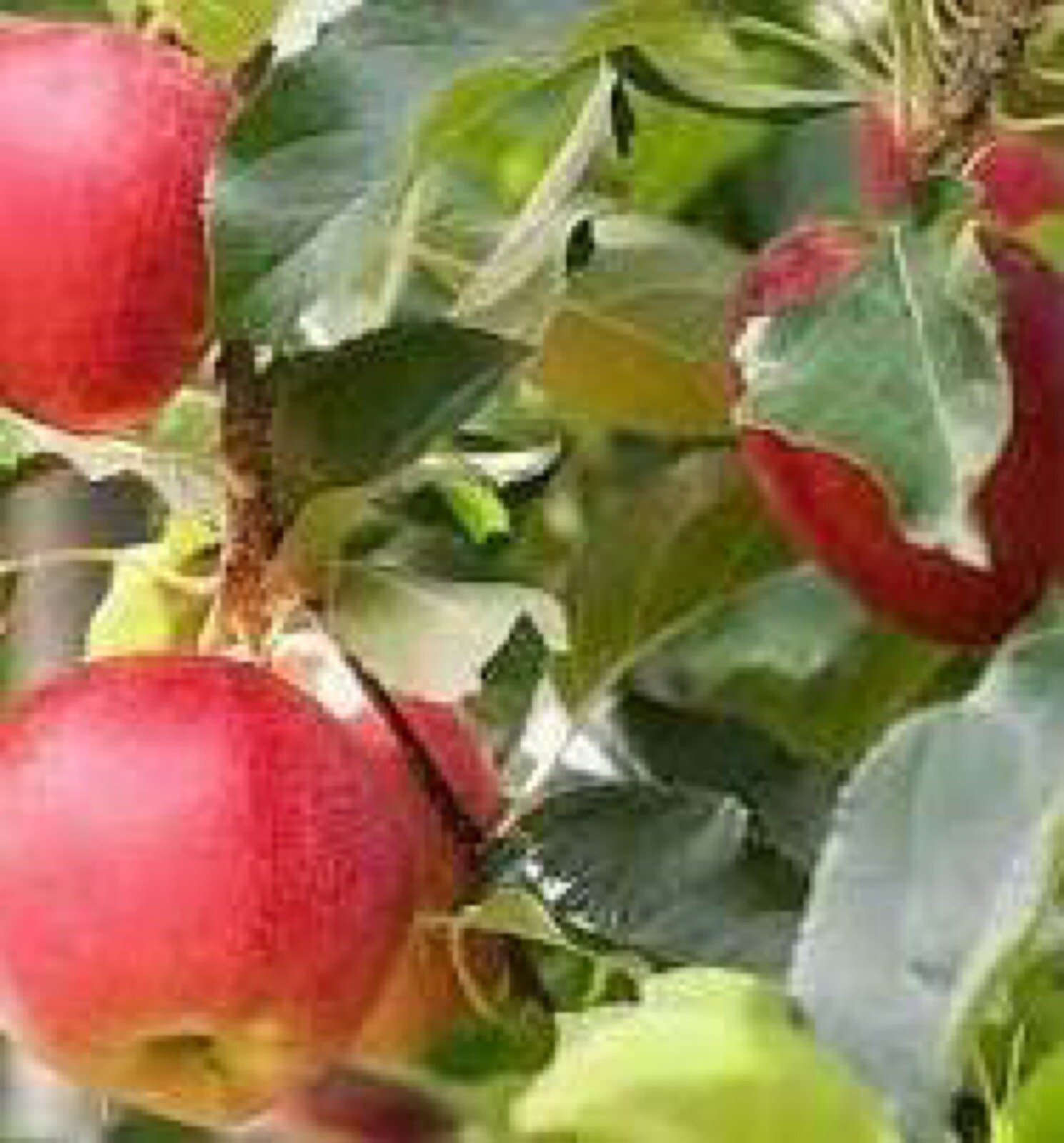 Early Summer Red apple tree grafted 5x5x12 inches pot size 1 year old