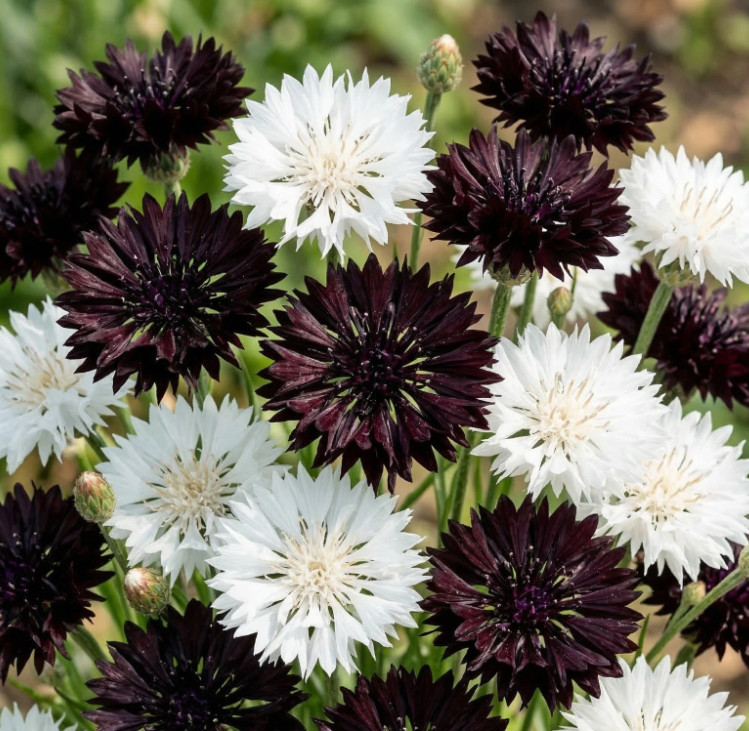Cornflower Midnight Garden Mix Black White Bachelor Button Pollinator 500 Seeds!