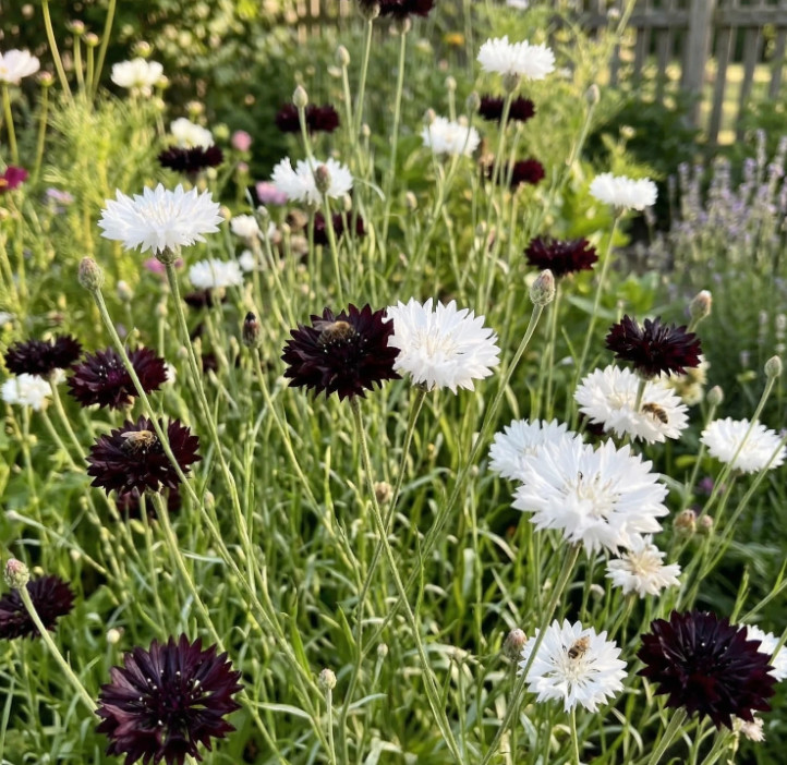 Cornflower Midnight Garden Mix Black White Bachelor Button Pollinator 500 Seeds!