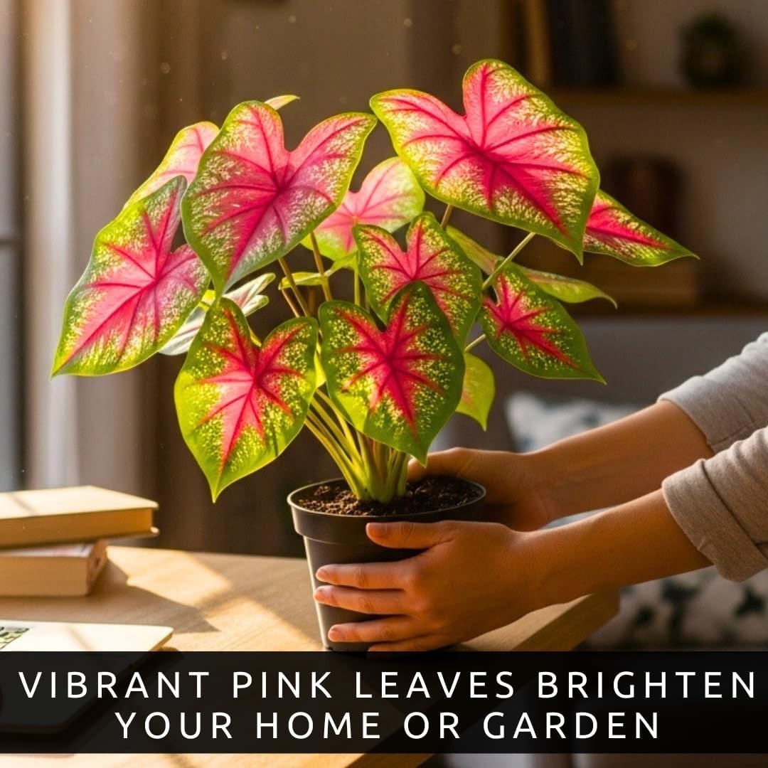 Vibrant Pink & Green Caladium Bulbs – Perfect for Shades, 6 Easy-Grow Bulbs