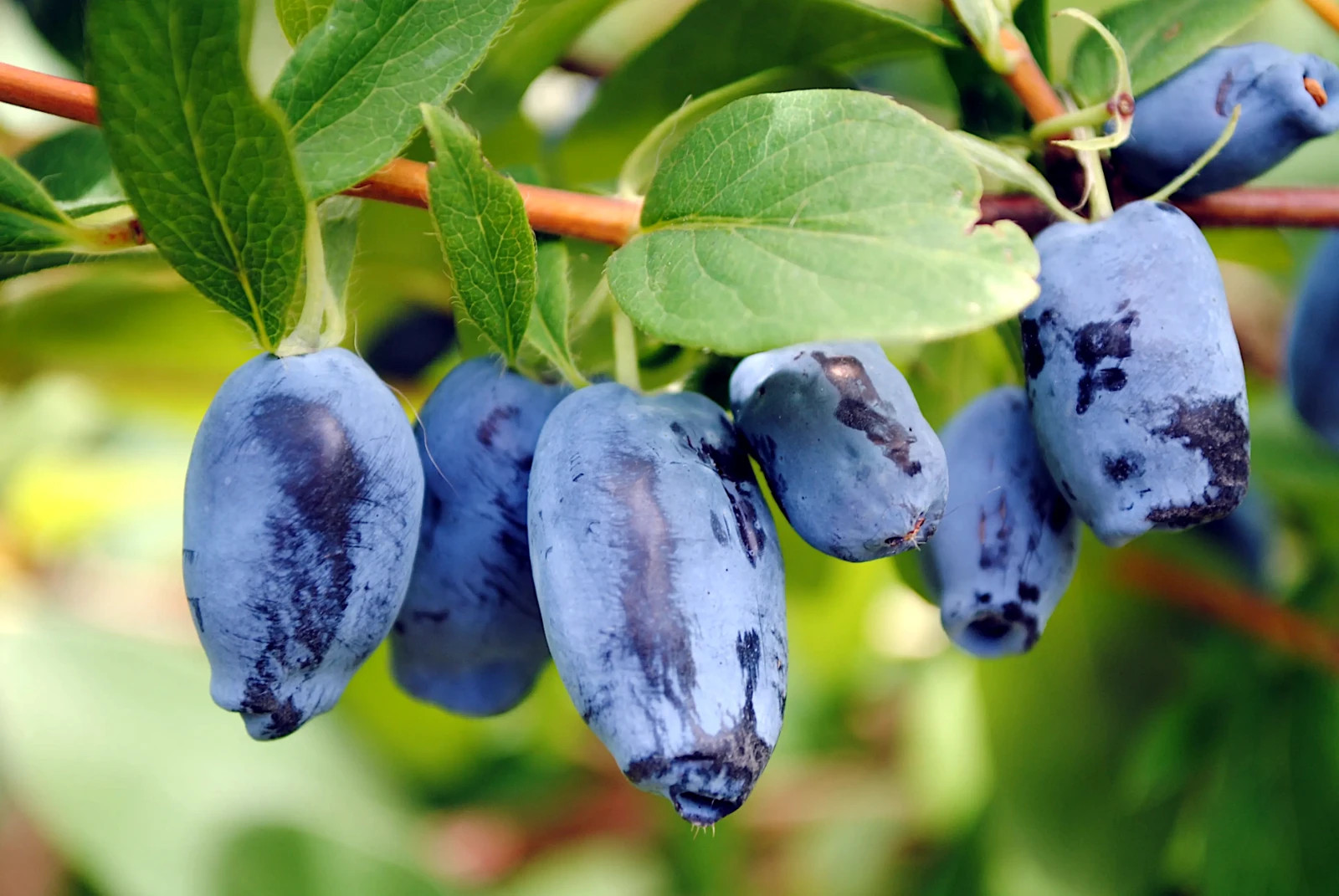 Honeyberry Seeds (Lonicera caerulea) Blue Honeysuckle Fruit Shrub Zone 2 Hardy