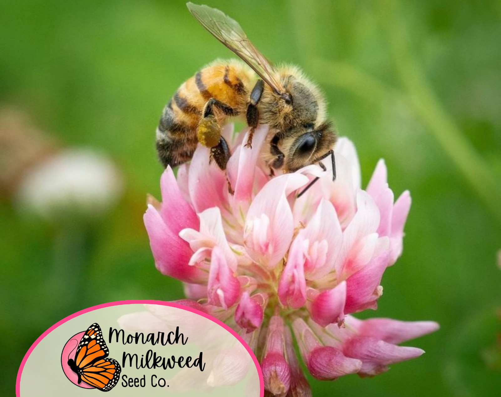 12200+ Alsike Clover Flower Seeds | Native Wildflower for Pollinators & Bees