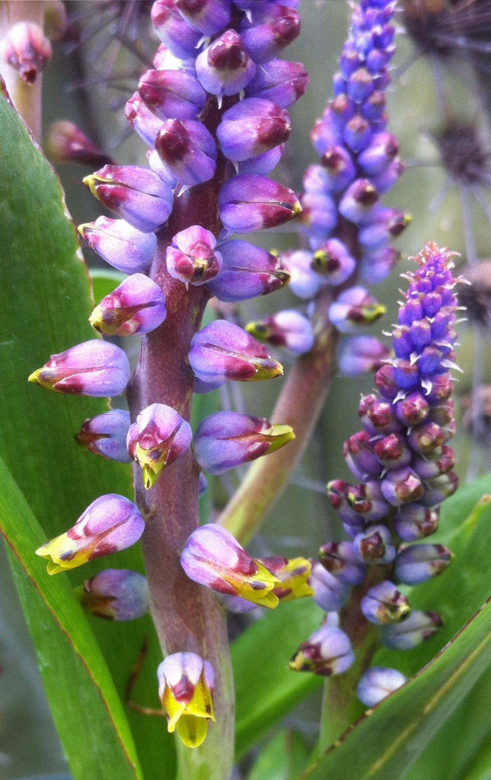 Bulbs D, CHOOSE 2: Lachenalia mutabilis, pusilla, quadricolor, Massonia,