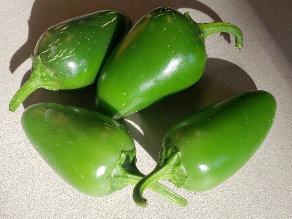 Jalmundo Jalapeno Pepper (25 Seeds) Free Shipping, good flavor!