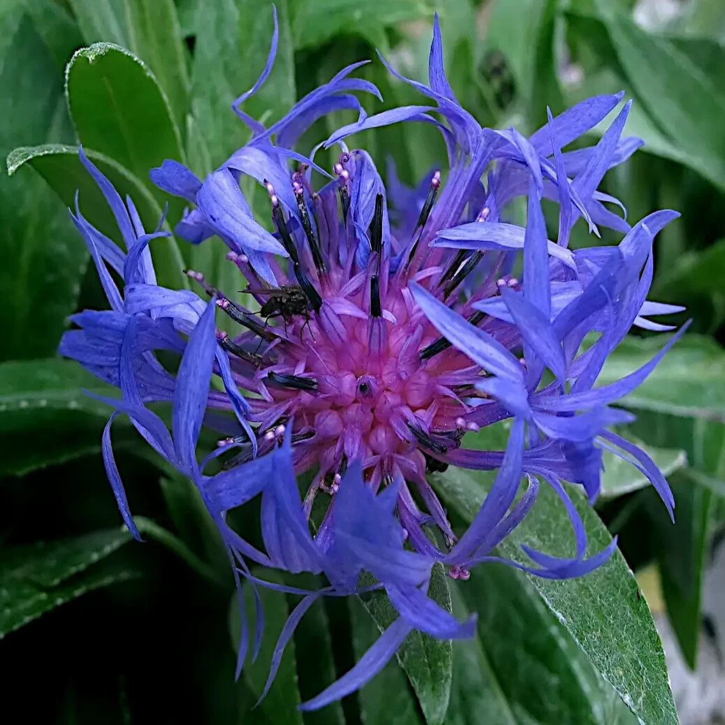20 MOUNTAIN BLUE CORNFLOWER SEEDS PERENNIAL Centaurea montana Cold Hardy Plant
