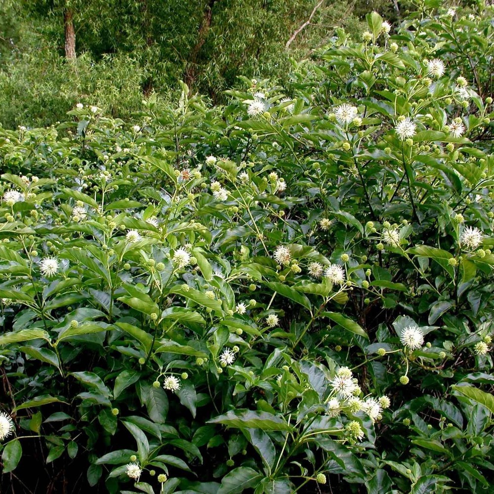 BUTTON BUSH Cephalanthus Occidentalis – 10+ SEEDS. NO-DS