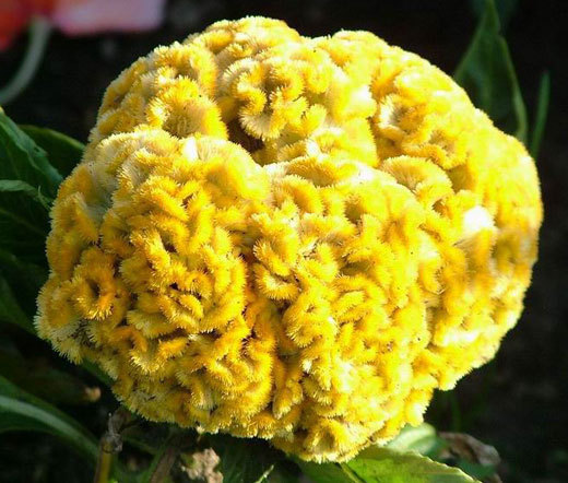 COCKSCOMB YELLOW DWARF Celosia Cristata Nana Jessica – 120 Bulk Seeds