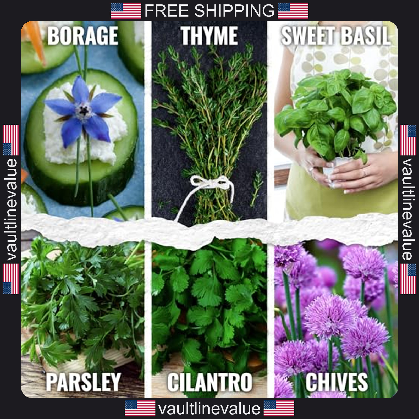 Seed Needs herb seeds variety pack 12 packets culinary herb garden indoor