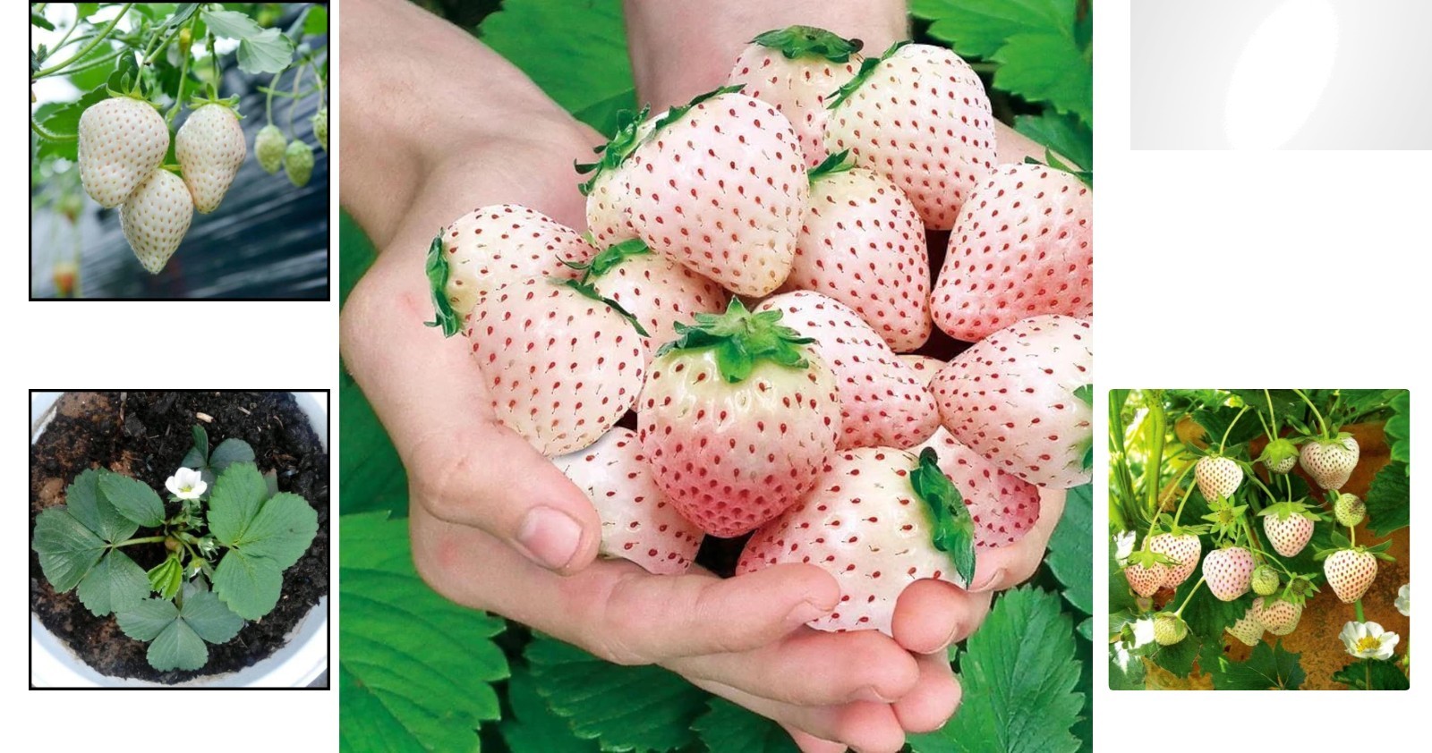 Perennial White Strawberry Seeds – 200 Non-GMO, Thrives in Varied Climates