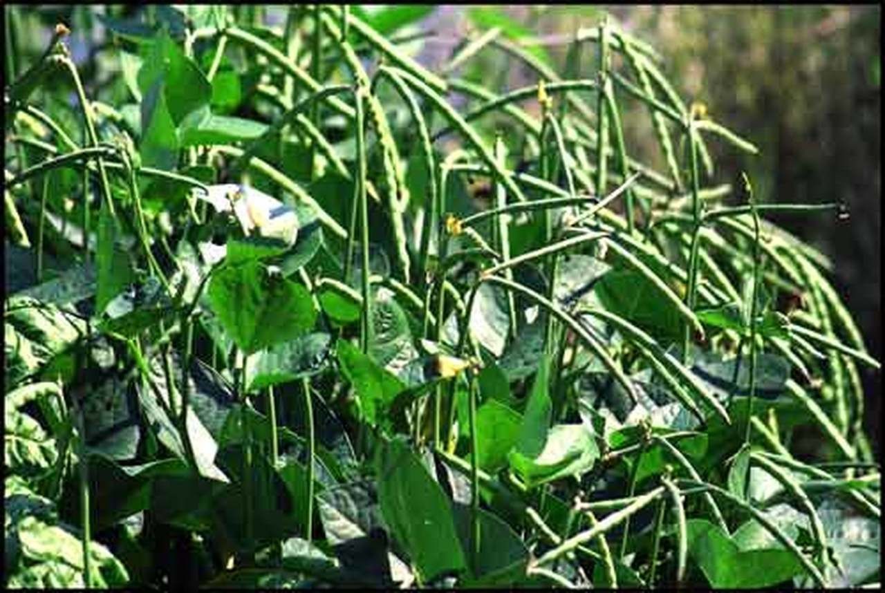 80 Non-GMO Black-eyed Bush Beans (Black-eyed Peas, Cowpeas) – Free Shipping