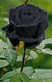 Black Magic Rose Seeds ~ Bacarra Rose ~ Almost Black Flowers ~ Exotic ~ Home ~