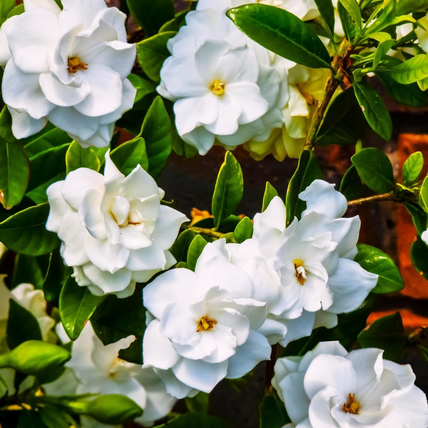 500+ Gardenia Jasminoides Seeds Fragrant White Cape Jasmine Flower Tropical Shru