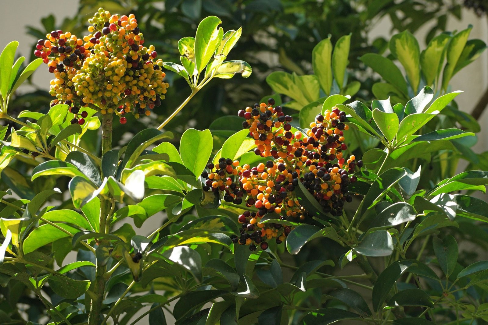 Umbrella Plant. Schefflera Arborcola 10 Seeds. Free Shipping!