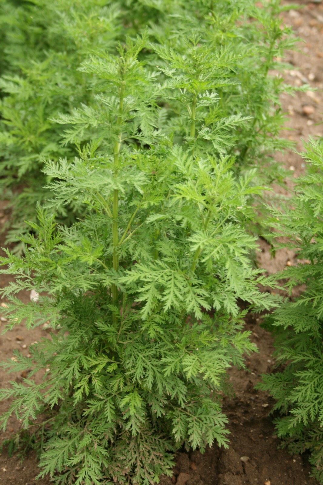 300 Sweet Annie Artemisia Annua Sagewort WORMWOOD seeds