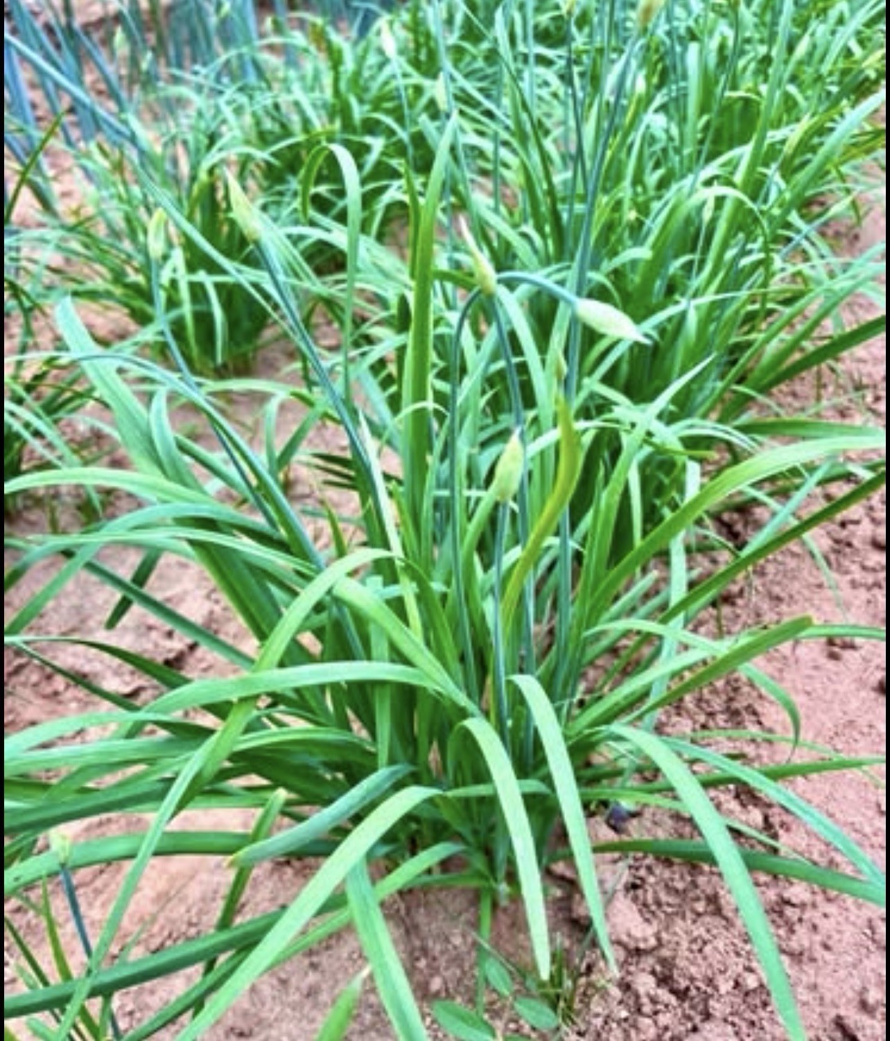 1500 Organis Live Garlic Chive Seeds韭菜种子Perennial No Tracking