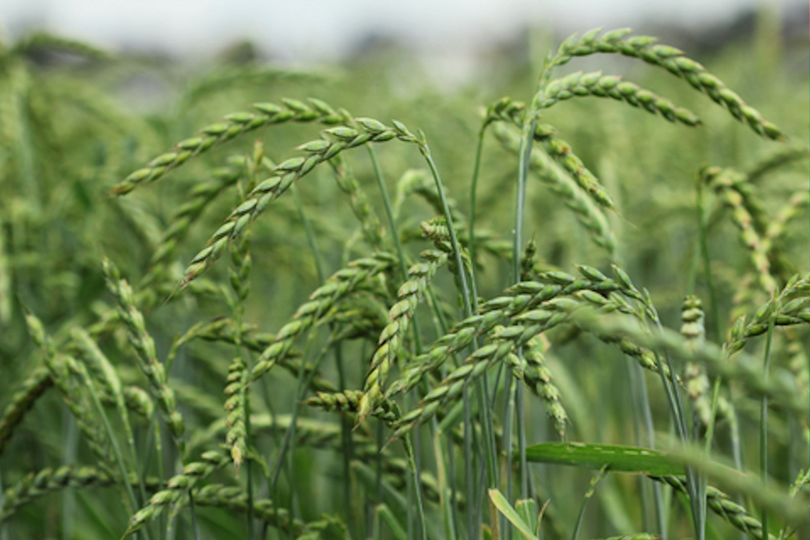 100 Spelt Seeds! -All Natural Organic Non GMO