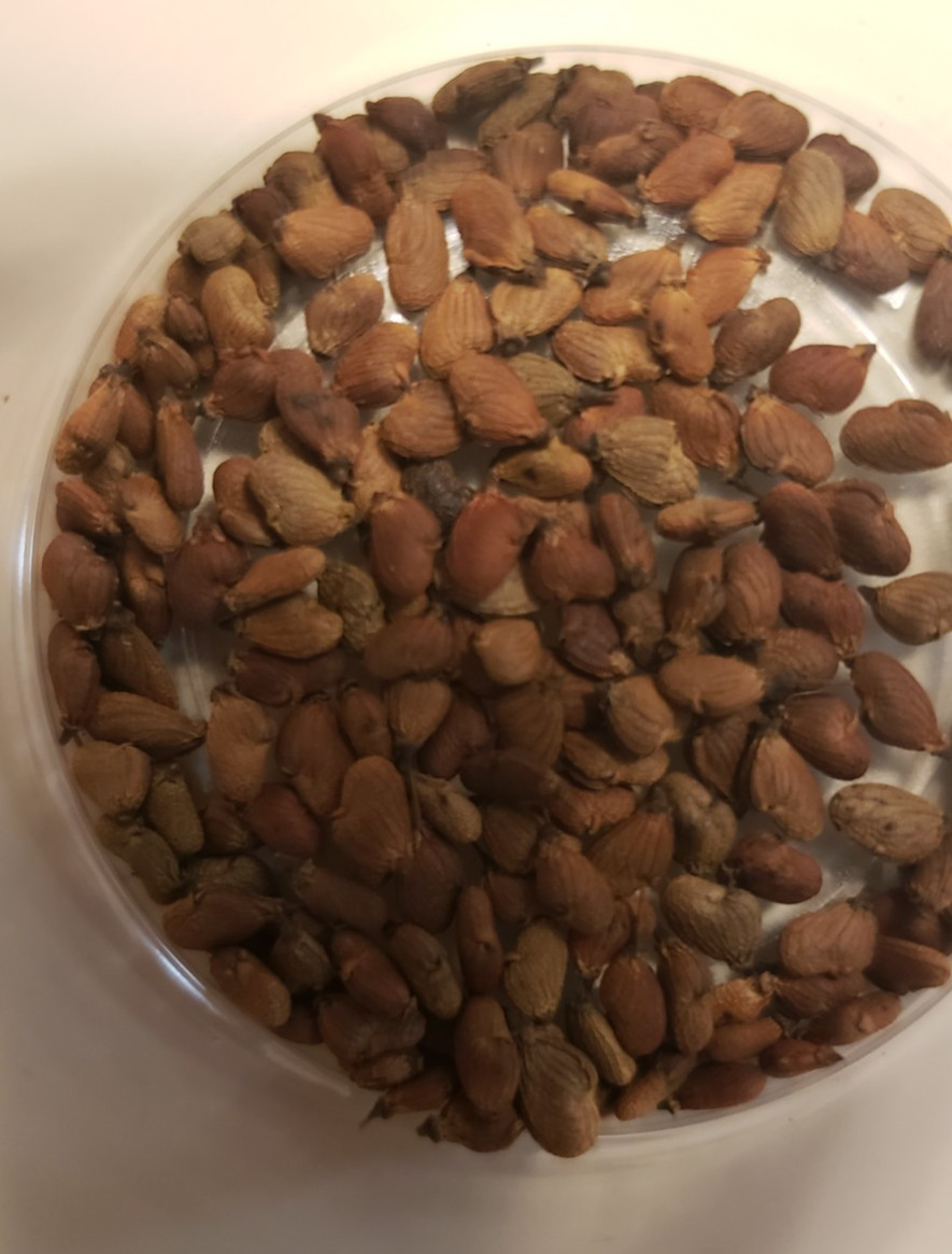American Smoketree (Cotinus obovatus) SEEDS — 3.5 Grams = 350+ Rare Seeds