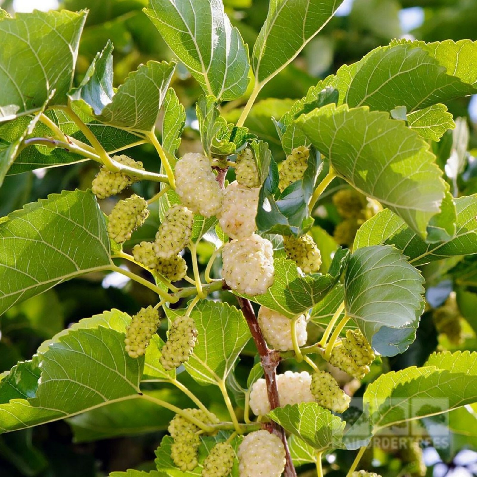 1-2 year old White Mulberry (Morus alba) plant, Russian, 12-18″ tall