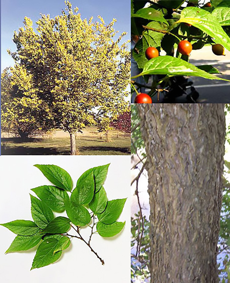 Hackberry, Celtis occidentalis, Tree Seeds