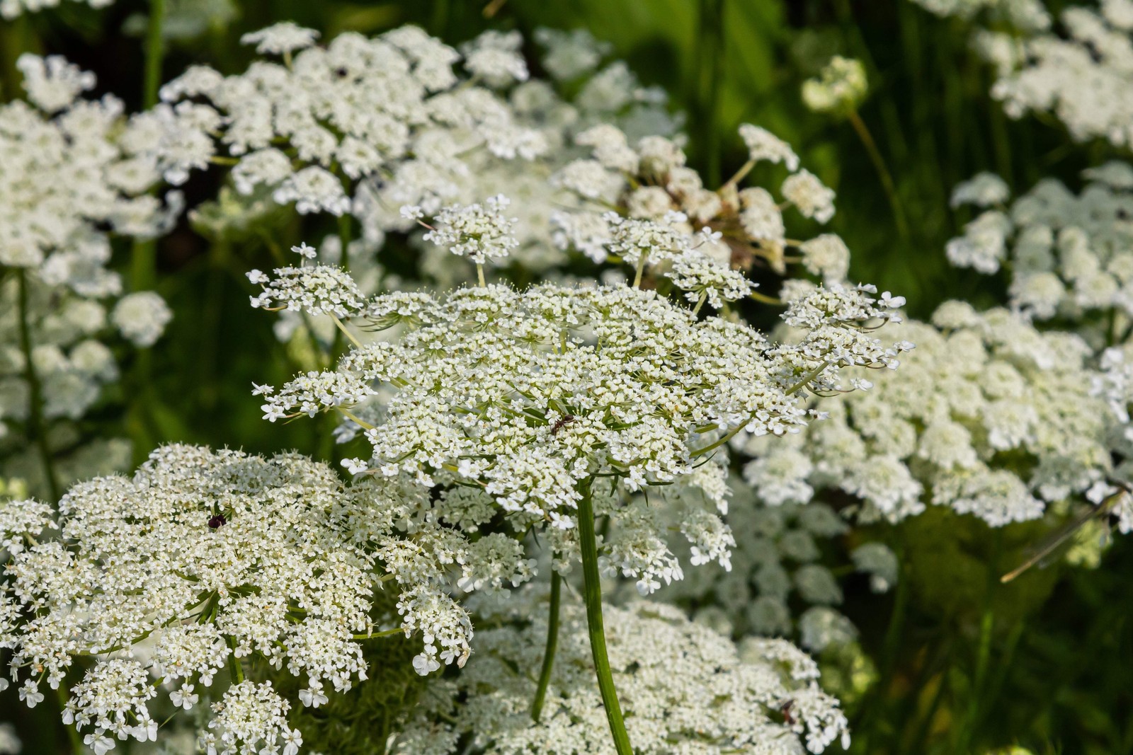 1500 SCARLET NANTES CARROT Daucus Carota Vegetable Seeds