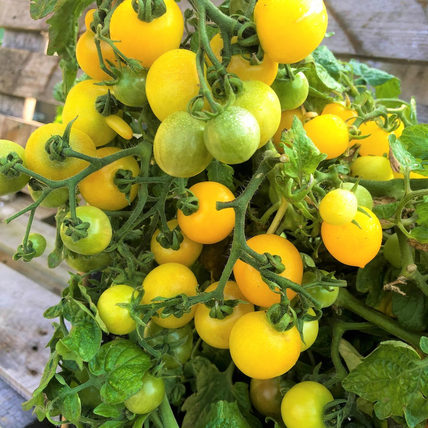 Patio Choice F1 Yellow Tomato (Dwarf) Seeds – For 2026 Planting AAS Winner
