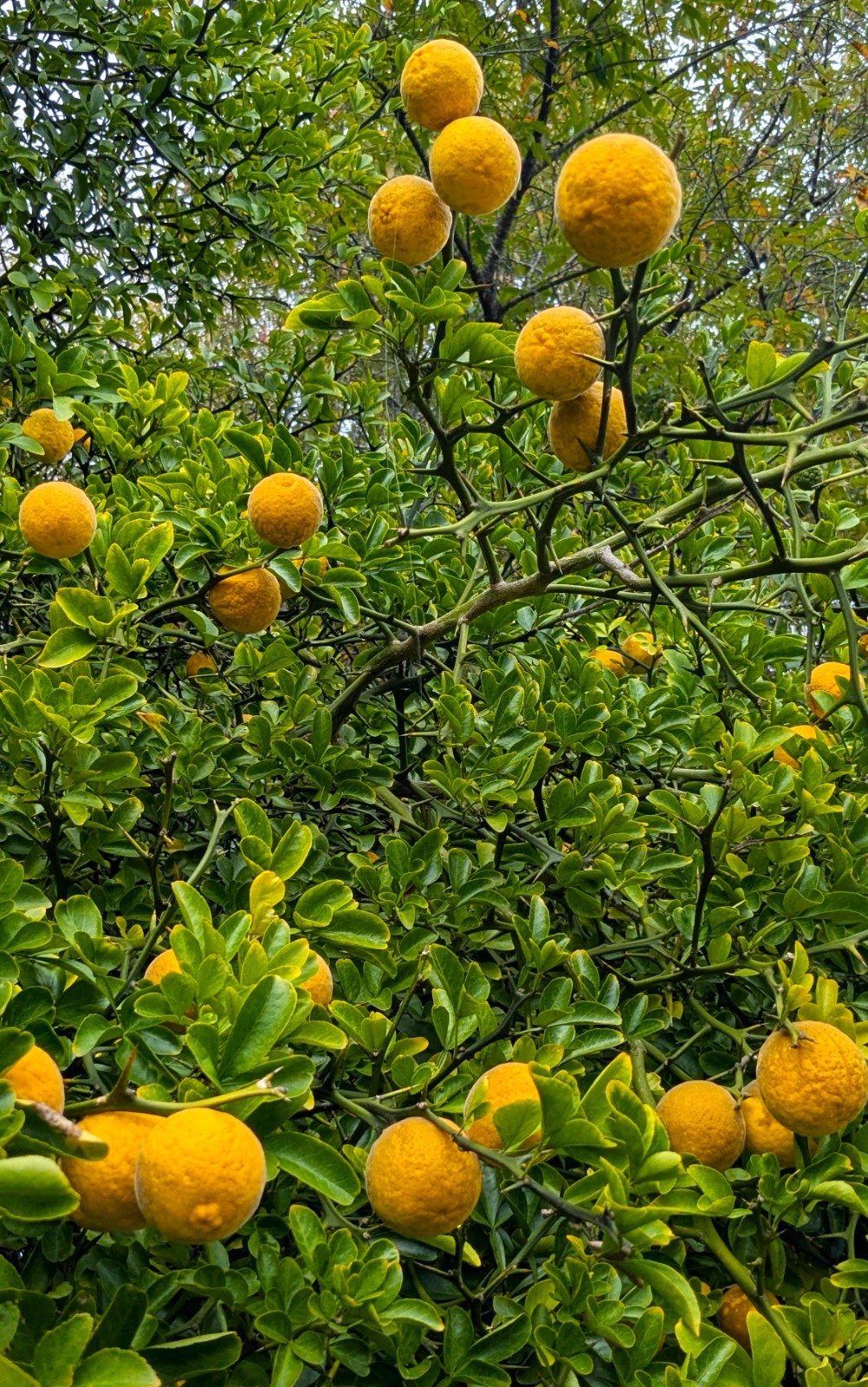 2 Hardy Orange Live Trees seedling (1 feet tall, 1 Qt pot) Citrus trifoliata