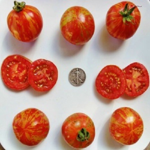 Red Zebra – Beautiful Striped – +25 Fresh Seeds – Buy any 3 items, 20% off order