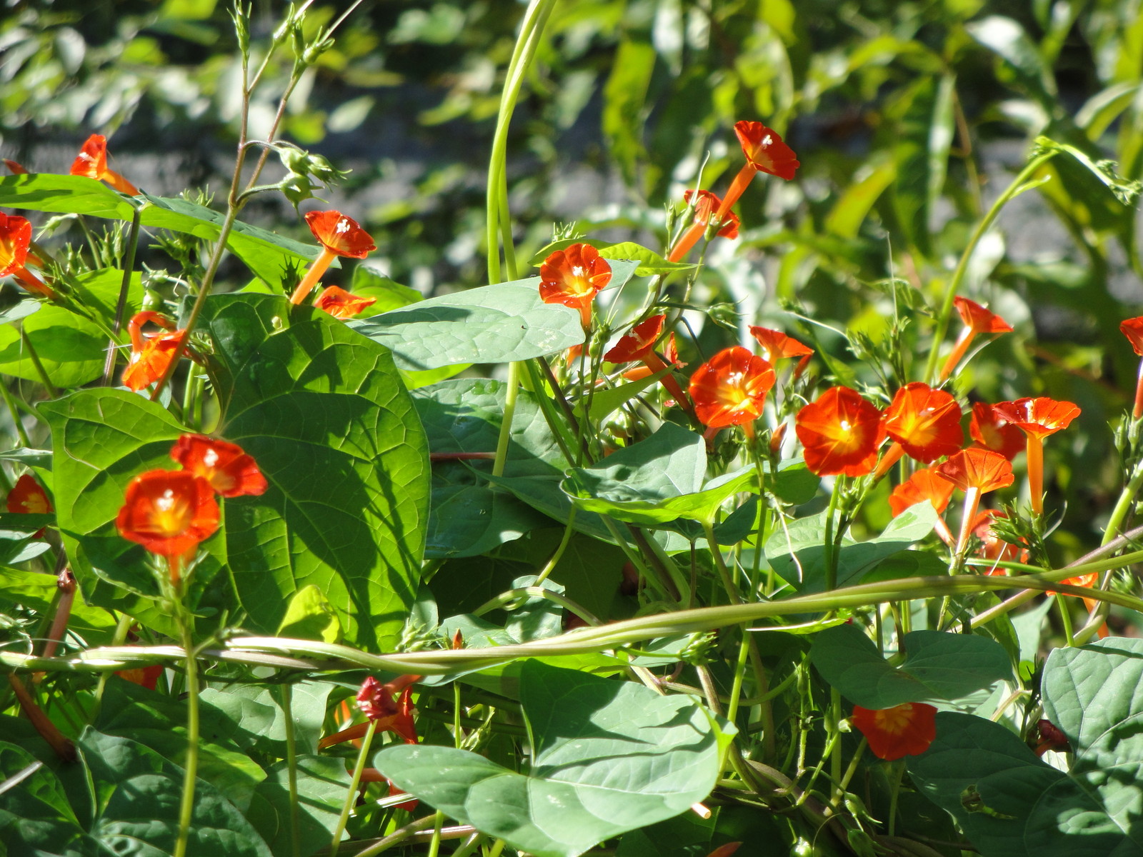 Native Morning Glory Ipomoea Coccinea ORANGE NOAH Hummingbird Vine Seeds 2023