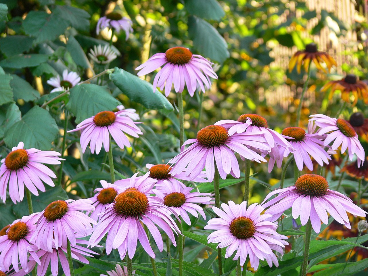 2000 ECHINACEA ANGUSTIFOLIA Seeds (Narrow Coneflower) | NON-GMO | Free shipping