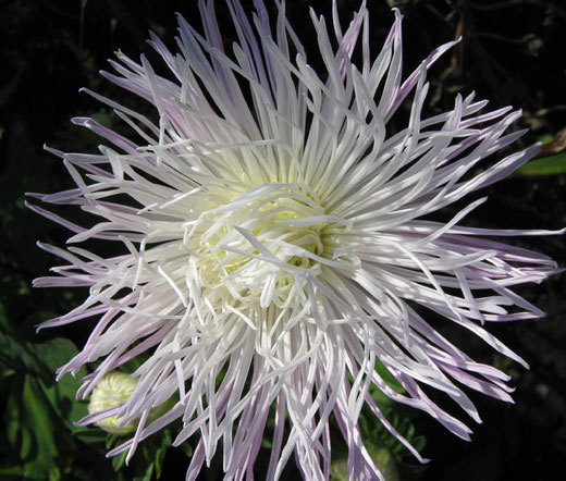 ASTER NEEDLE UNICUM WHITE Callistephus Chinensis – 200 Bulk Seeds