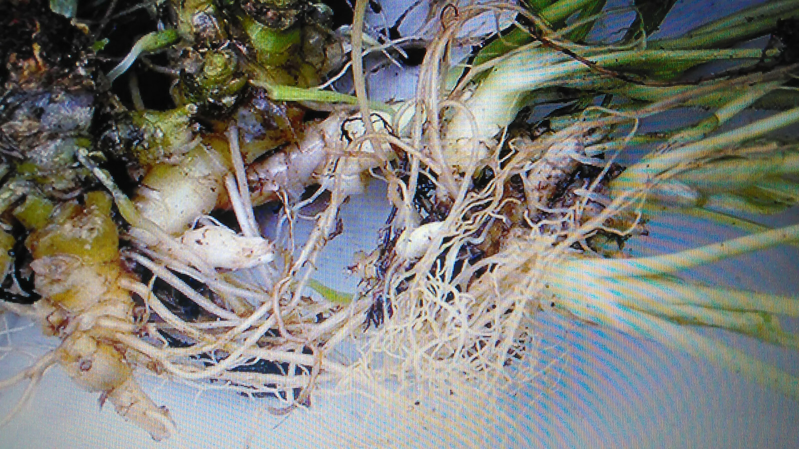 75 Wild Purple Violet Rhizome/Bulbs- Fresh, Healthy, & Bare- Ready To Plant