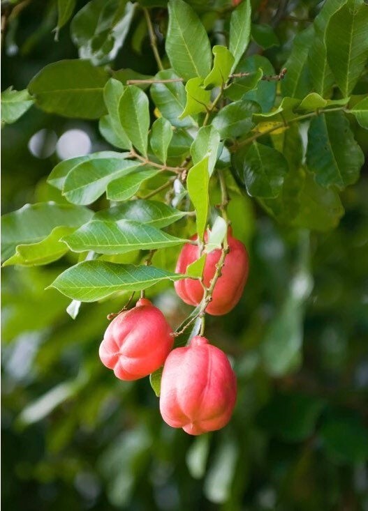 1 plant Ackee (Blighia sapida) 1 year old 6-12 inches tall