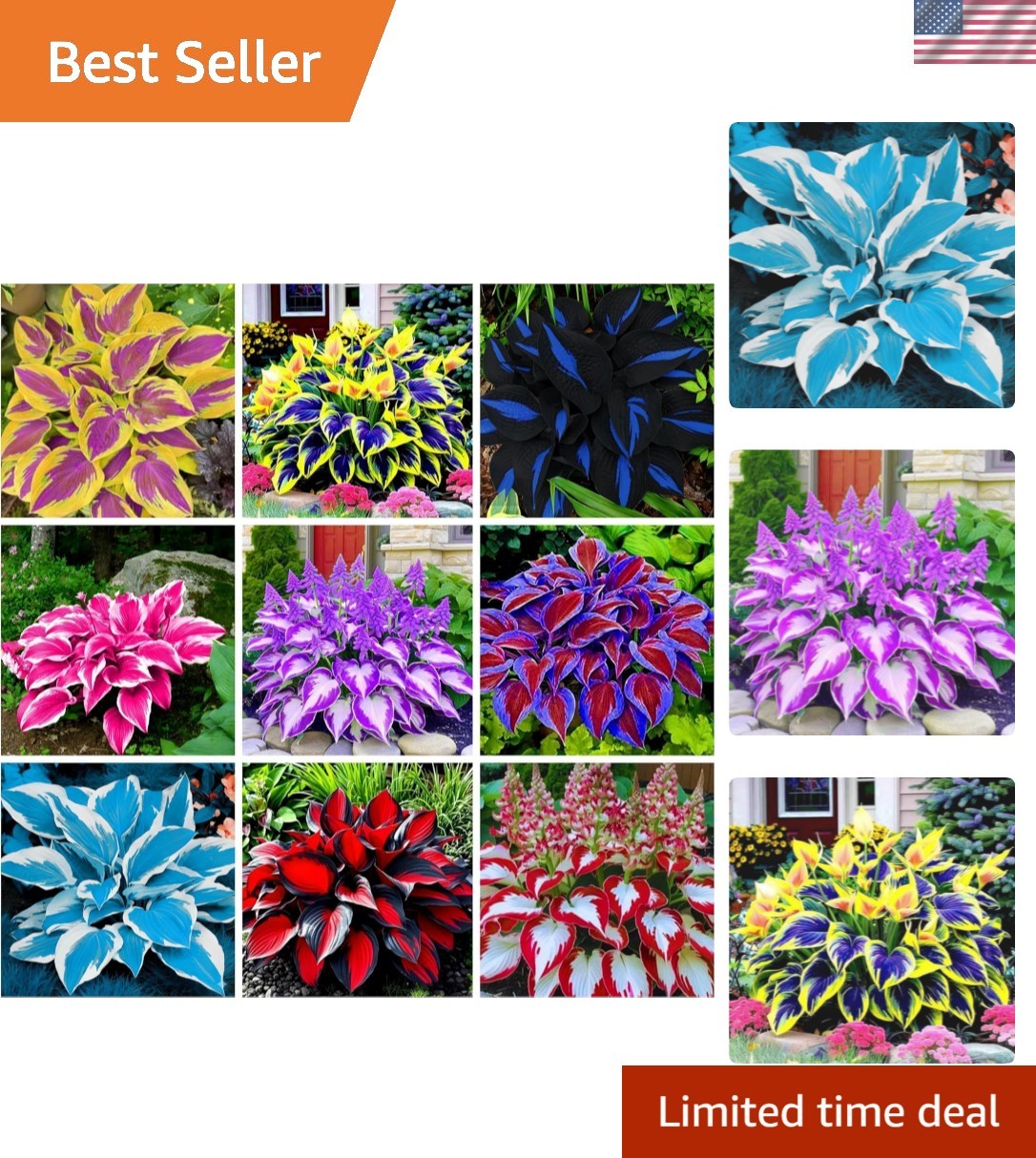 GMO-Free Hosta Seeds – Low-Maintenance Heart-Shaped Plants for Outdoor Spaces