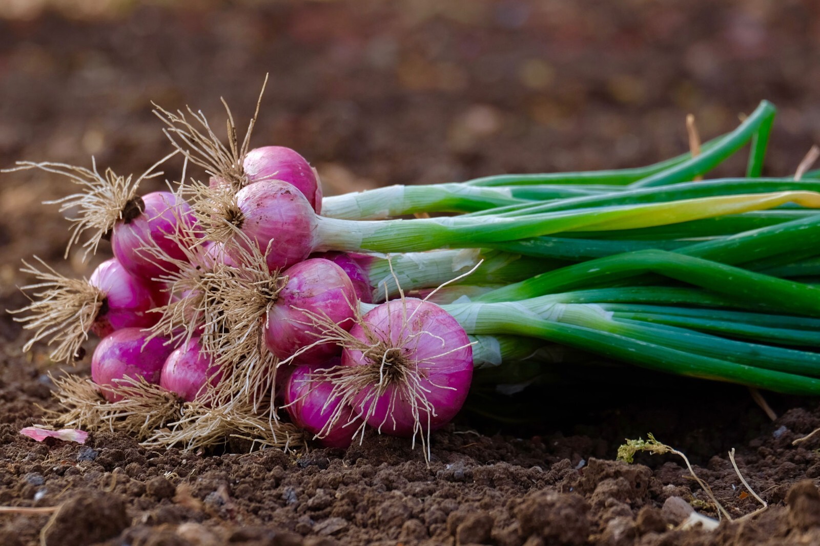 Red Onion Sets – Grown Naturally, Non-GMO 1 Lb. (80+Bulbs) Shipping Now