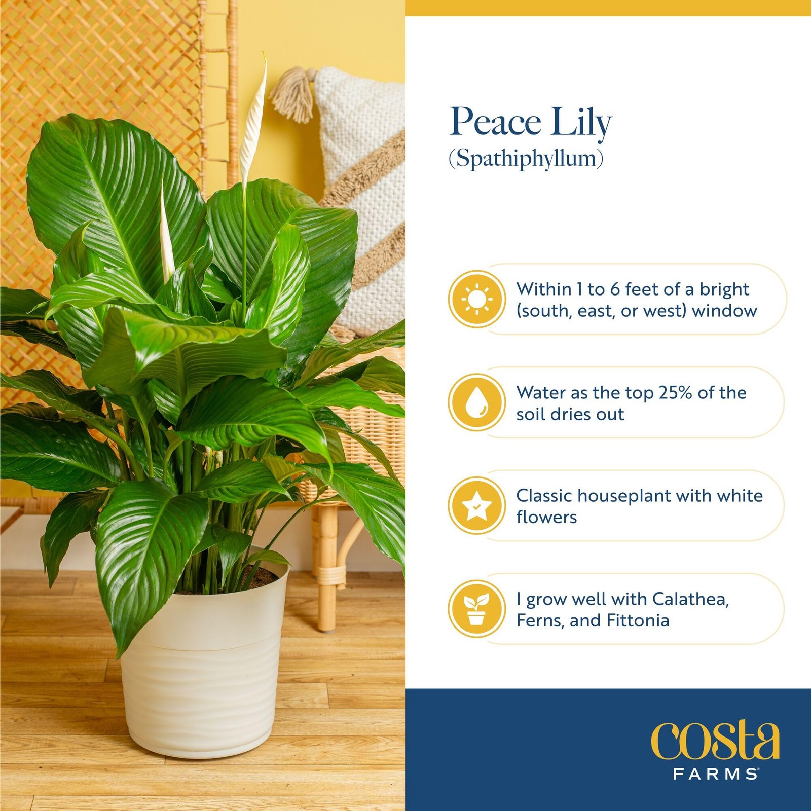 Peace Lily Live Plant in Decorative Pot, Air Purifying Flowering Indoor House…