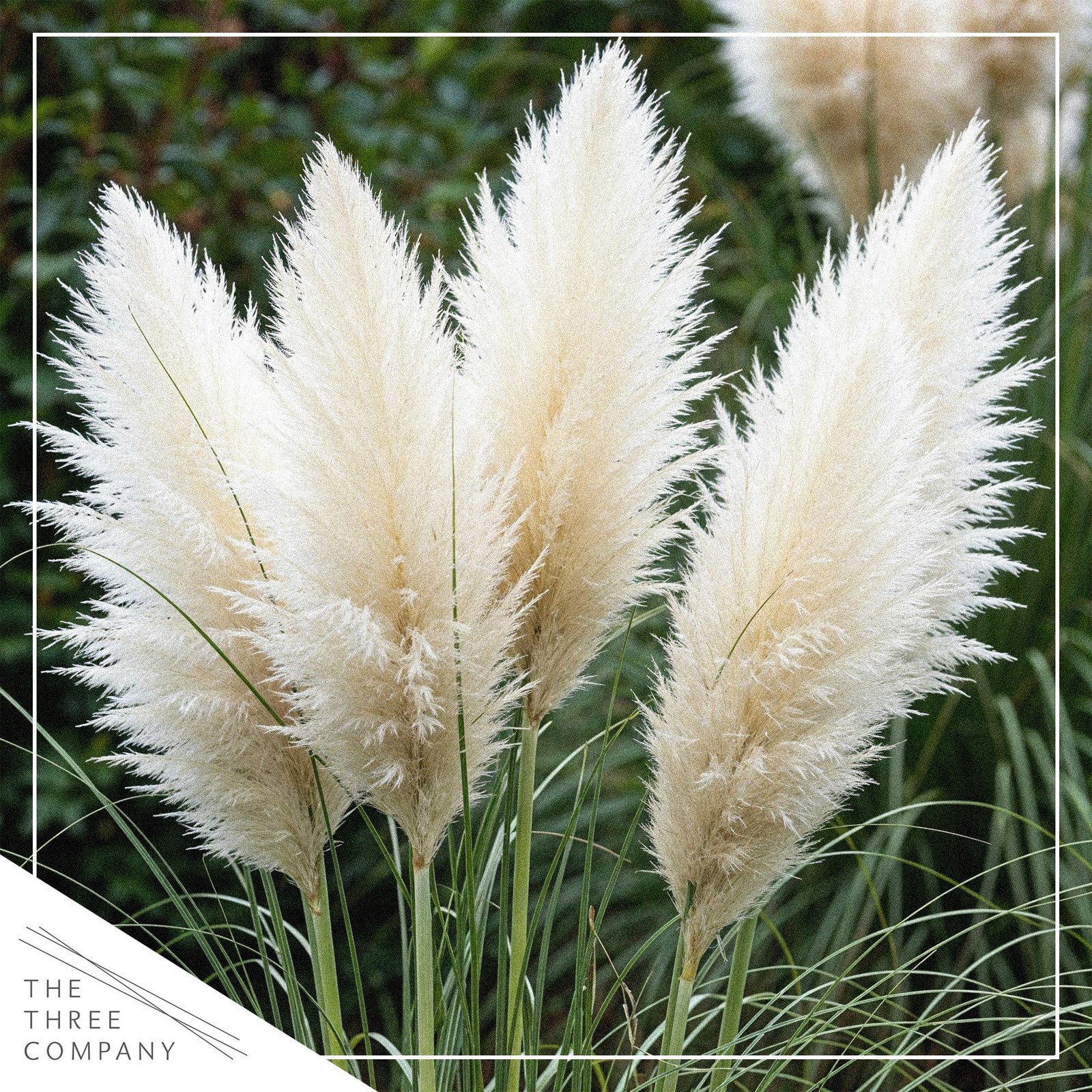 White Pampas Grass 2 Pack 10″ Tall Perennial Accent Plant in 1.5 Qt Pot