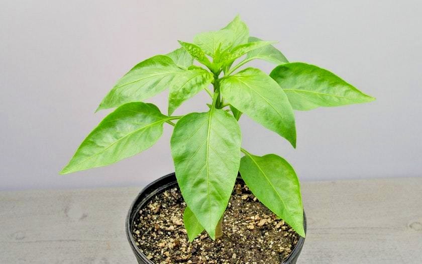 101+PURPLE Beauty Sweet BELL PEPPER Seed Organic Vegetable Garden Container Easy