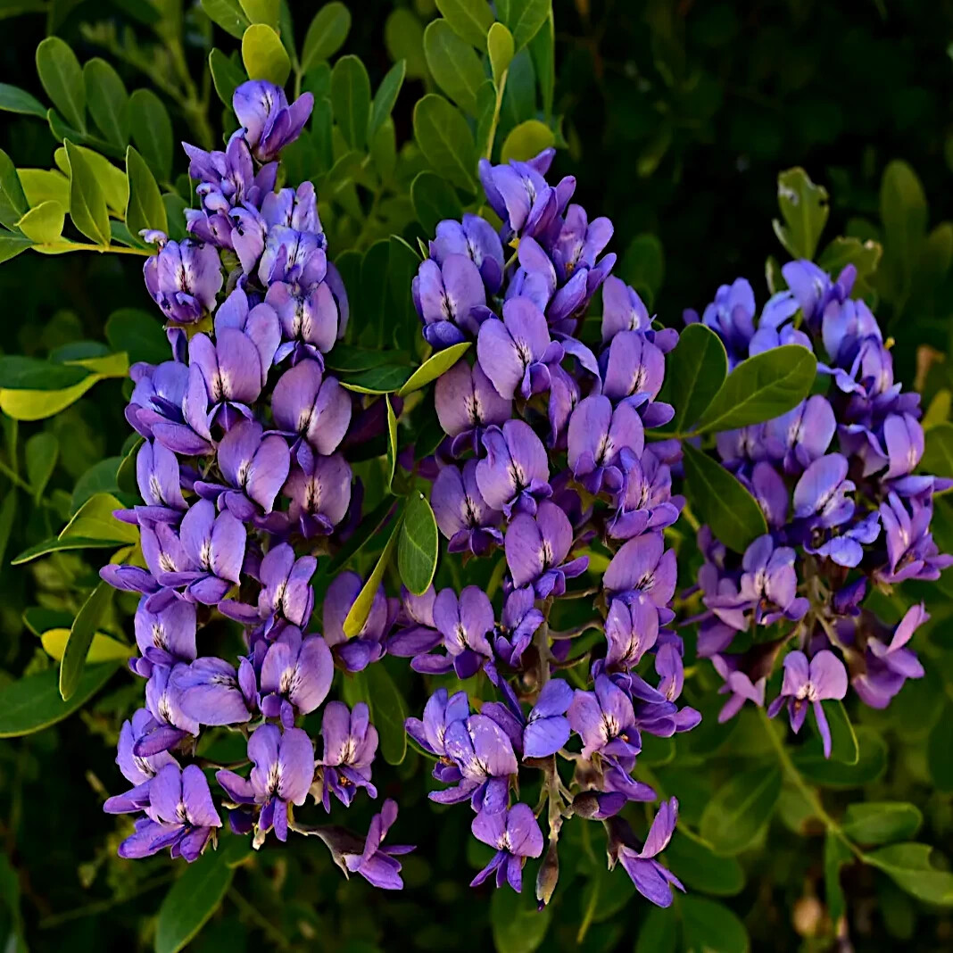 TEXAS MOUNTAIN LAUREL FLOWER TREE SEEDS (Sophora Secundiflora) Mescal Bean