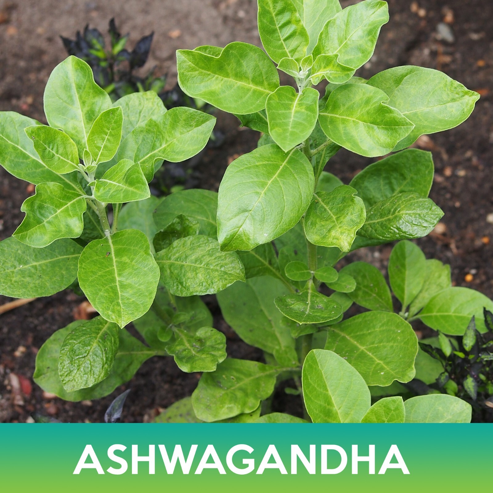 Ashwagandha Seeds, Withania somnifera, Combined Shipping on 500+ Seed Varieties!