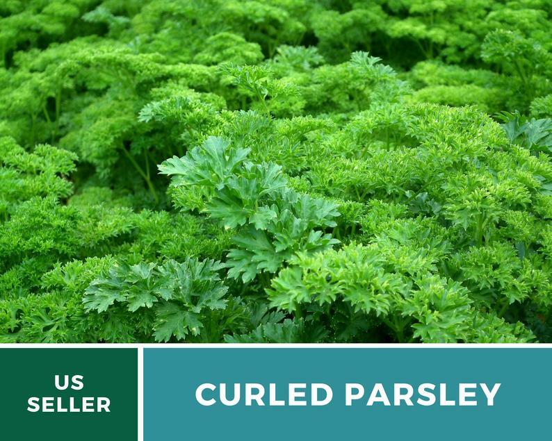 Parsley, Triple Curled- 200 Seeds – GMO Free (Petroselinum crispum)